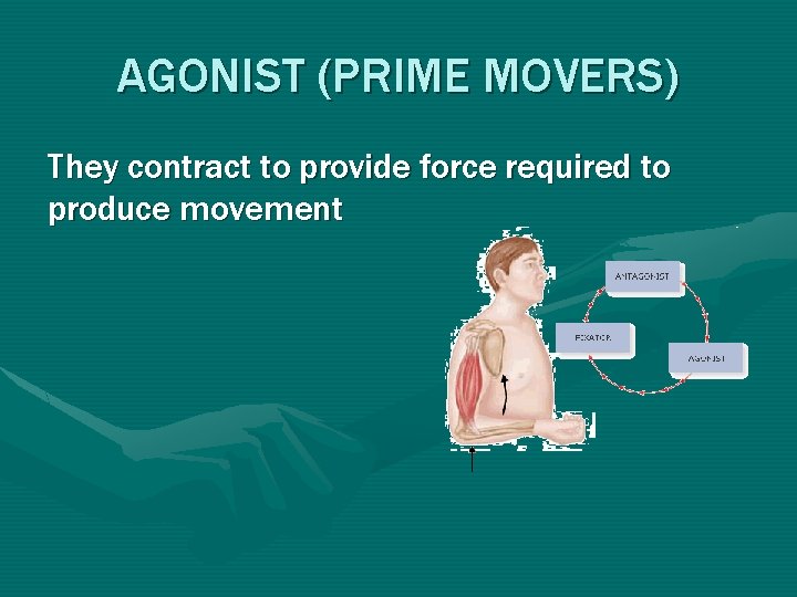 AGONIST (PRIME MOVERS) They contract to provide force required to produce movement AGONIST (PRIME MOVERS) They contract to provide force required to produce movement