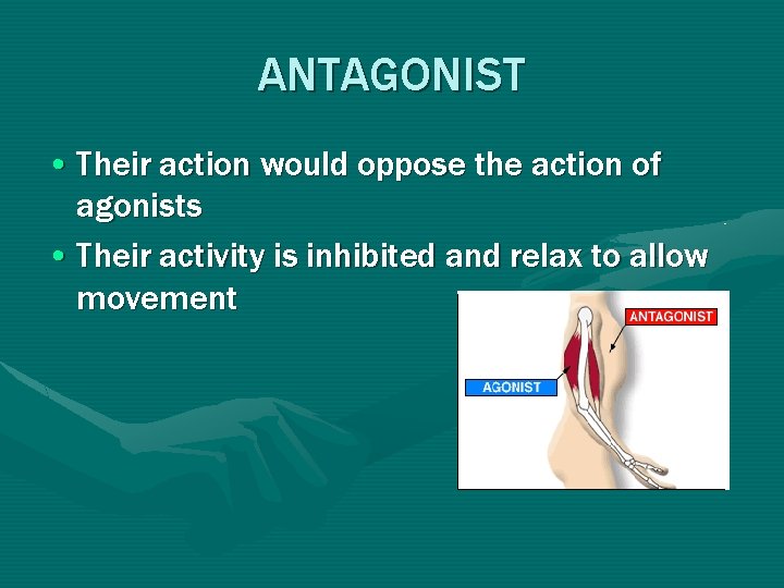 ANTAGONIST • Their action would oppose the action of agonists • Their activity is ANTAGONIST • Their action would oppose the action of agonists • Their activity is