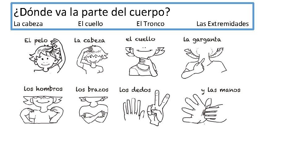 ¿Dónde va la parte del cuerpo? La cabeza El cuello El Tronco Las Extremidades