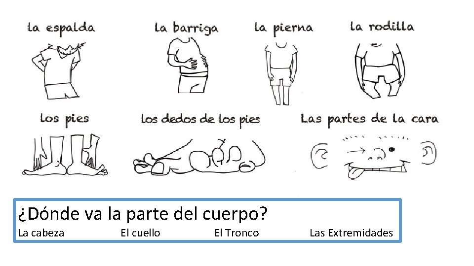 ¿Dónde va la parte del cuerpo? La cabeza El cuello El Tronco Las Extremidades