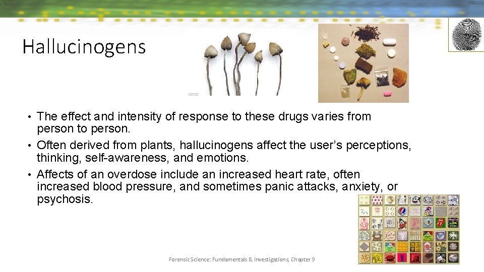 Hallucinogens • The effect and intensity of response to these drugs varies from person