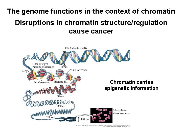 The genome functions in the context of chromatin Disruptions in chromatin structure/regulation cause cancer