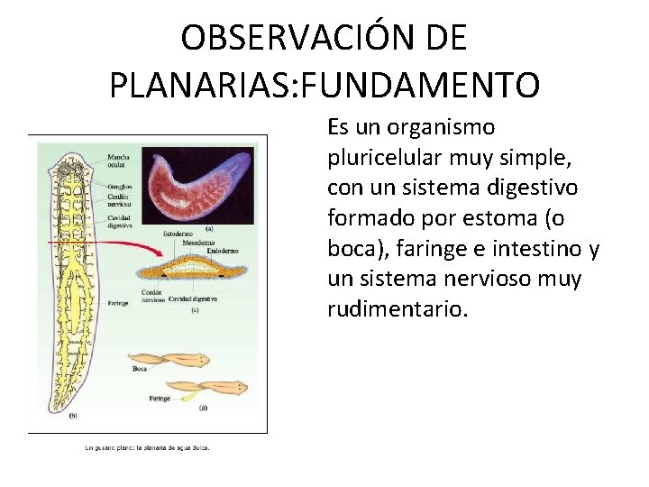OBSERVACIÓN DE PLANARIAS: FUNDAMENTO Es un organismo pluricelular muy simple, con un sistema digestivo