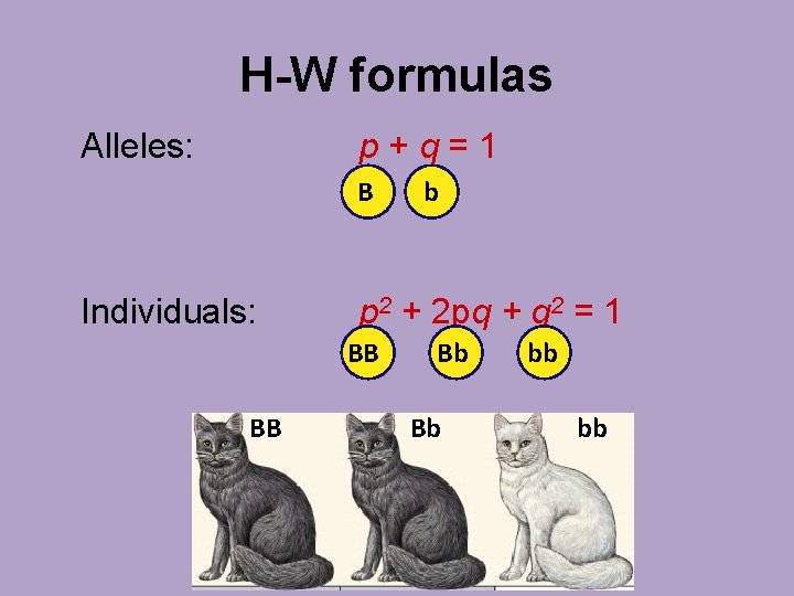 H-W formulas Alleles: p+q=1 B Individuals: p 2 + 2 pq + q 2