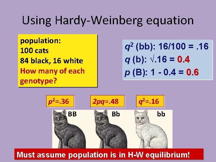 Using Hardy-Weinberg equation population: 100 cats 84 black, 16 white How many of each