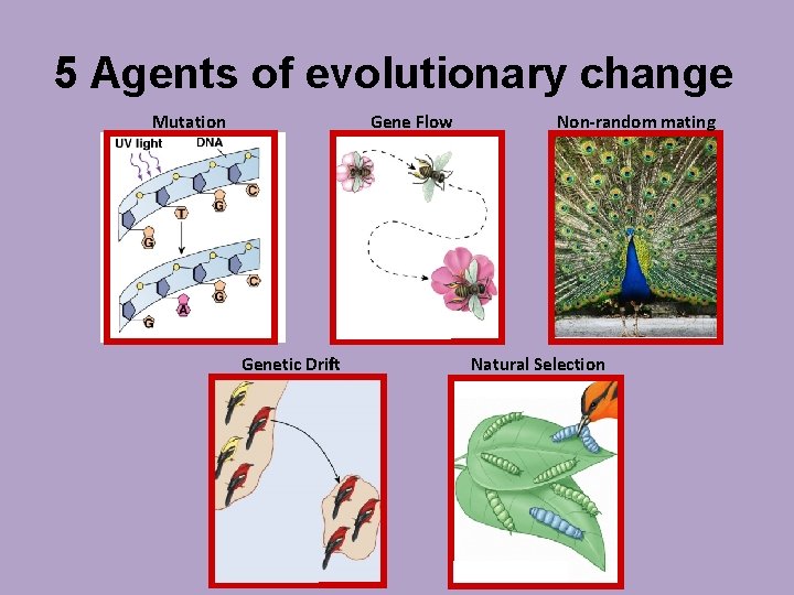 5 Agents of evolutionary change Mutation Gene Flow Genetic Drift Non-random mating Natural Selection