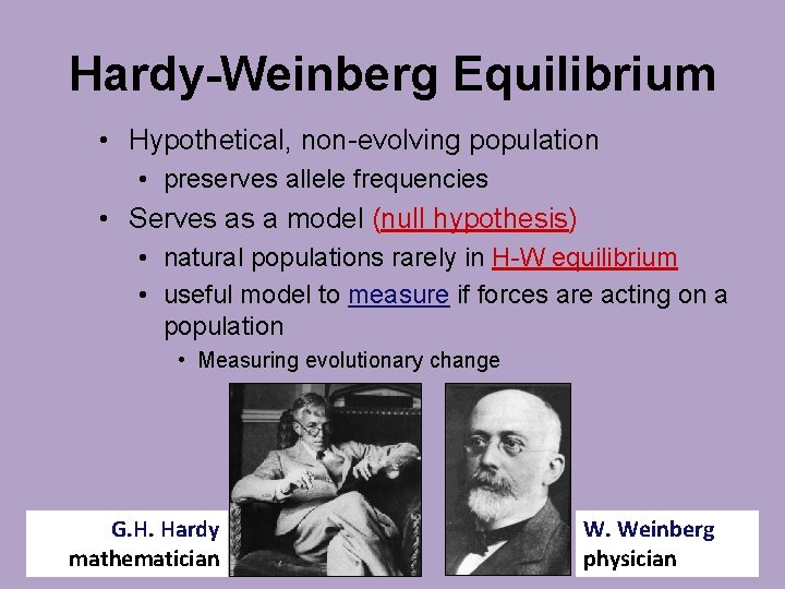 Hardy-Weinberg Equilibrium • Hypothetical, non-evolving population • preserves allele frequencies • Serves as a