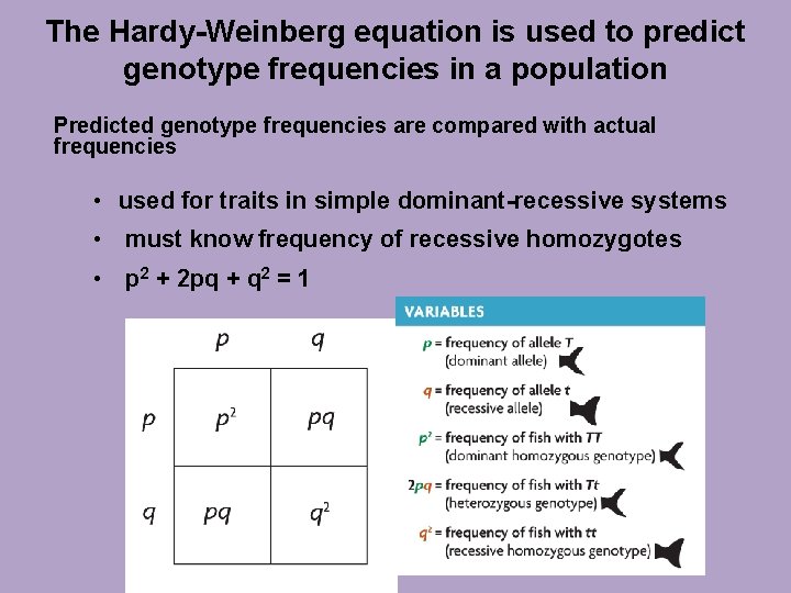 The Hardy-Weinberg equation is used to predict genotype frequencies in a population Predicted genotype