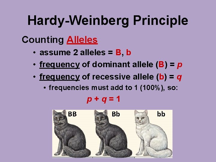 Hardy-Weinberg Principle Counting Alleles • assume 2 alleles = B, b • frequency of