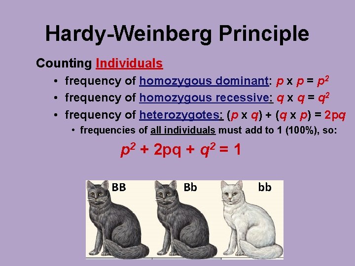 Hardy-Weinberg Principle Counting Individuals • frequency of homozygous dominant: p x p = p