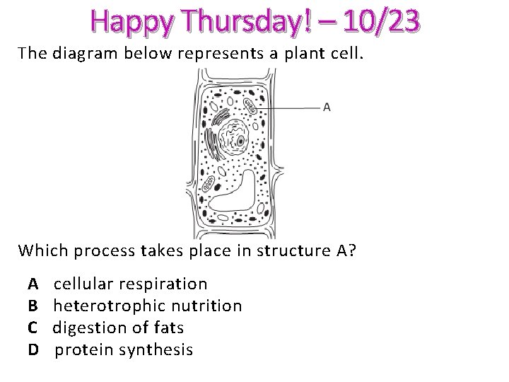 Happy Thursday! – 10/23 The diagram below represents a plant cell. Which process takes