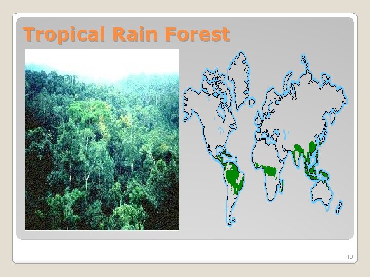Tropical Rain Forest 16 