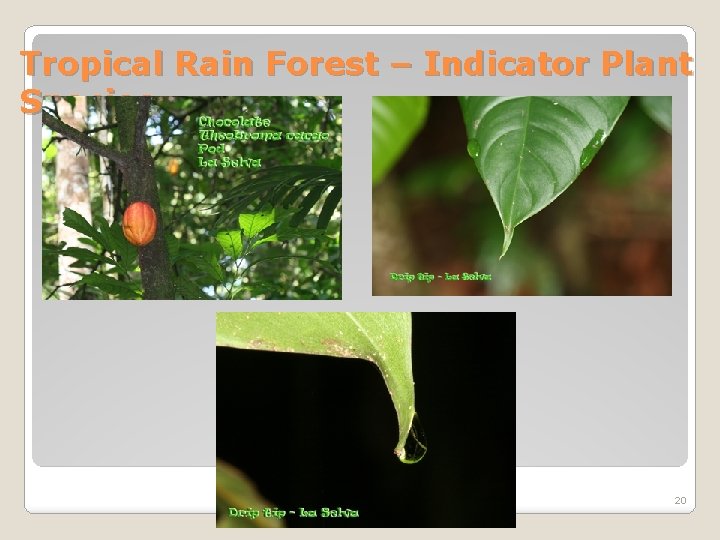 Tropical Rain Forest – Indicator Plant Species 20 