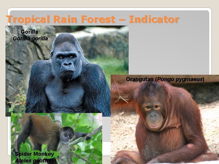 Tropical Rain Forest – Indicator Gorilla Animal Species Gorilla gorilla Orangutan (Pongo pygmaeus) Spider