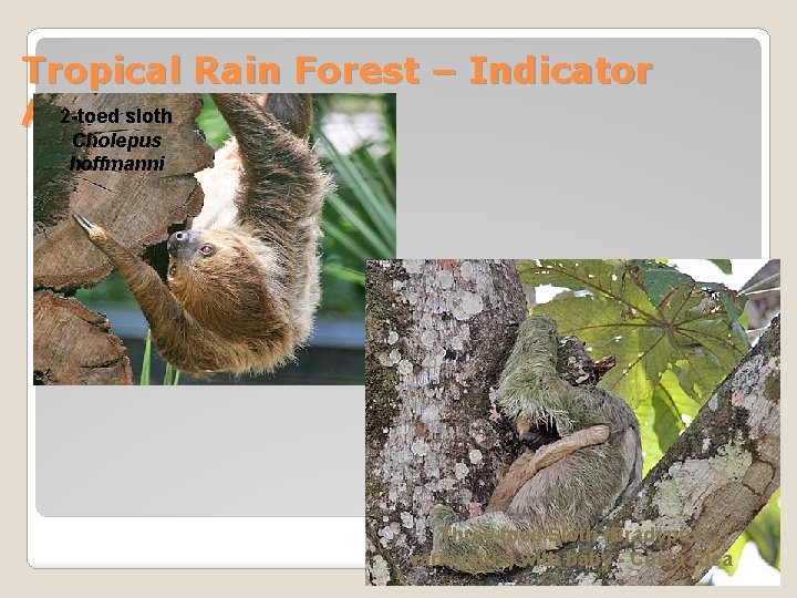Tropical Rain Forest – Indicator 2 -toed sloth. Species Animal Cholepus hoffmanni Three-toed Sloth
