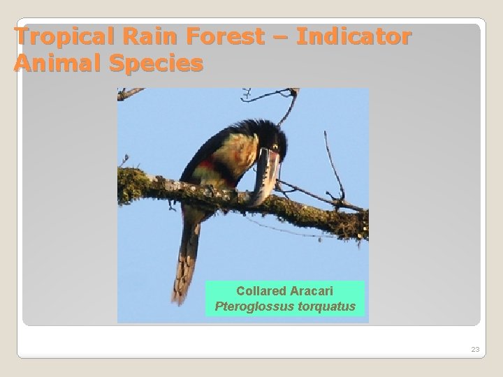 Tropical Rain Forest – Indicator Animal Species Collared Aracari Pteroglossus torquatus 23 