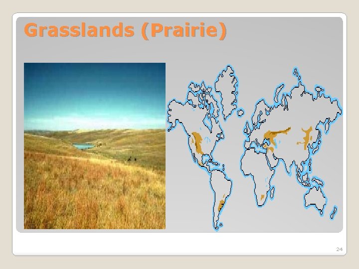 Grasslands (Prairie) 24 