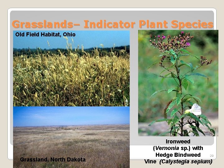 Grasslands– Indicator Plant Species Old Field Habitat, Ohio Grassland, North Dakota Ironweed (Vernonia sp.