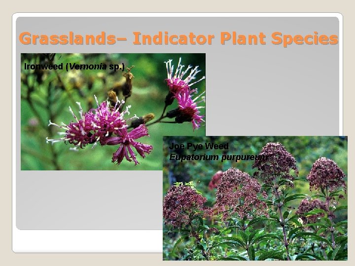 Grasslands– Indicator Plant Species Ironweed (Vernonia sp. ) Joe Pye Weed Eupatorium purpureum 30