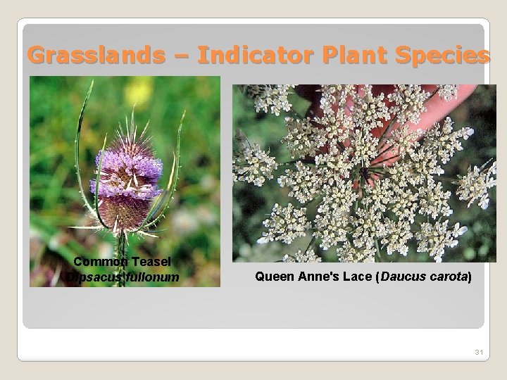 Grasslands – Indicator Plant Species Common Teasel Dipsacus fullonum Queen Anne's Lace (Daucus carota)
