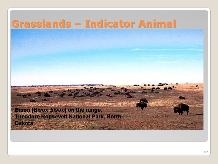 Grasslands – Indicator Animal Species Bison (Bison bison) on the range, Theodore Roosevelt National
