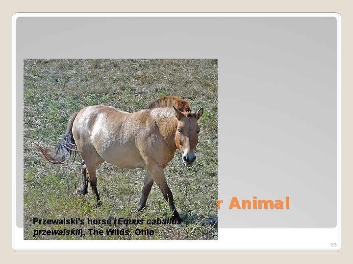 Grasslands – Indicator Animal Przewalski's horse (Equus caballus Species przewalskii), The Wilds, Ohio 33