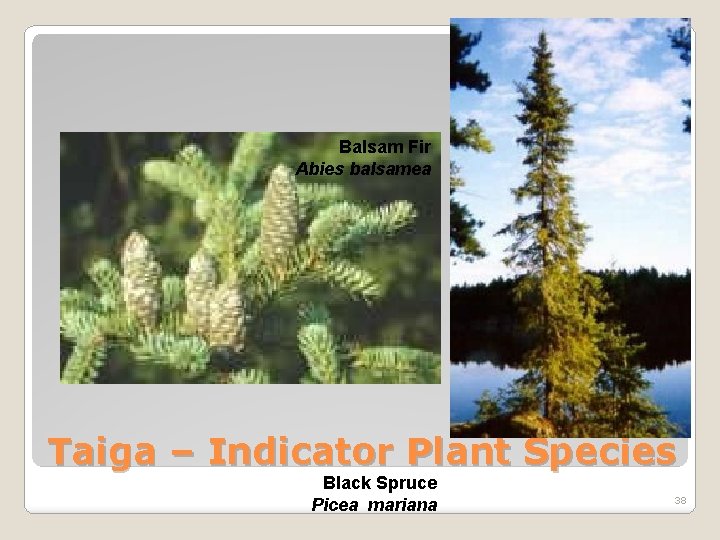 Balsam Fir Abies balsamea Taiga – Indicator Plant Species Black Spruce Picea mariana 38