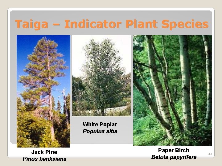 Taiga – Indicator Plant Species White Poplar Populus alba Jack Pine Pinus banksiana Paper
