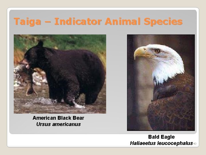 Taiga – Indicator Animal Species American Black Bear Ursus americanus Bald Eagle Haliaeetus leucocephalus