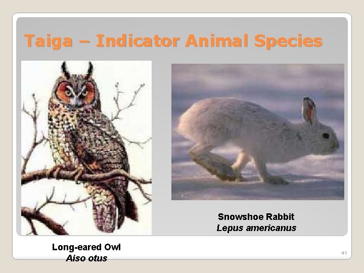 Taiga – Indicator Animal Species Snowshoe Rabbit Lepus americanus Long-eared Owl Aiso otus 41