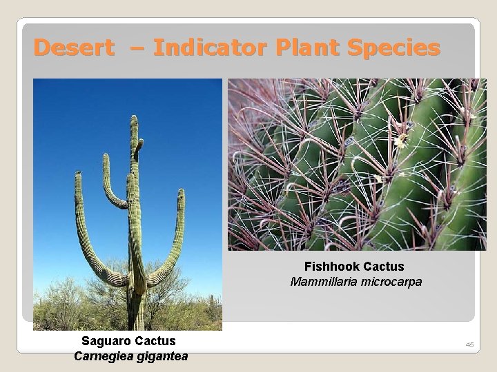 Desert – Indicator Plant Species Fishhook Cactus Mammillaria microcarpa Saguaro Cactus Carnegiea gigantea 45
