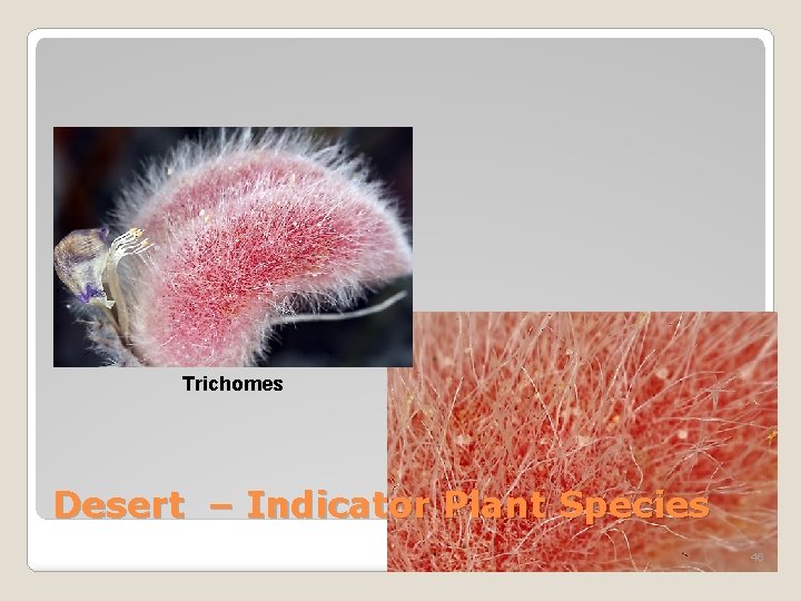Trichomes Desert – Indicator Plant Species 46 