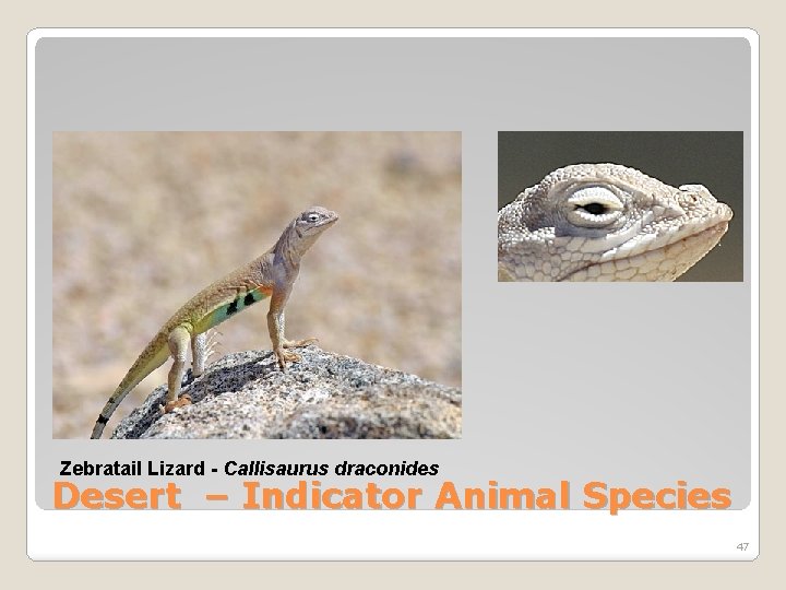 Zebratail Lizard - Callisaurus draconides Desert – Indicator Animal Species 47 