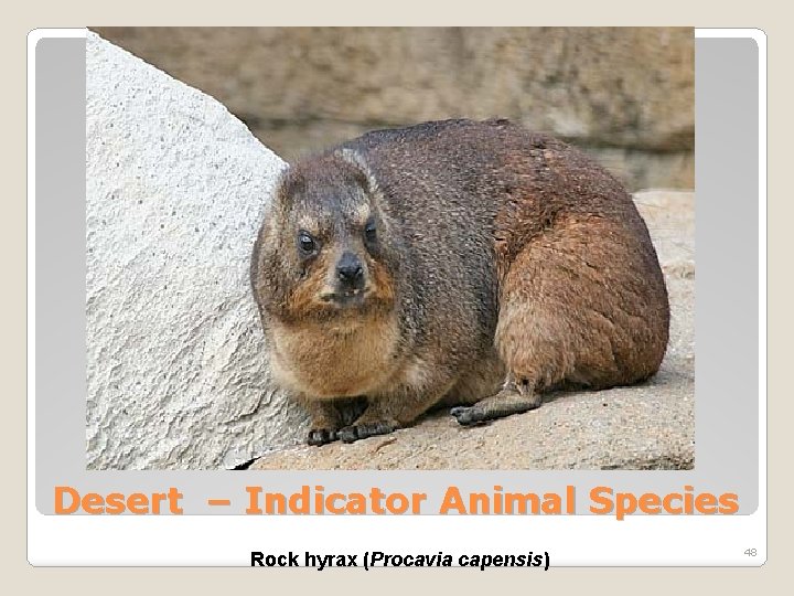 Desert – Indicator Animal Species Rock hyrax (Procavia capensis) 48 