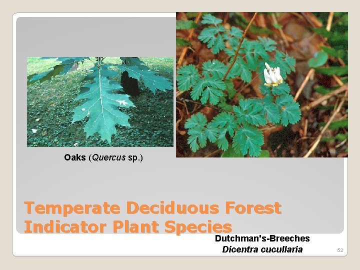 Oaks (Quercus sp. ) Temperate Deciduous Forest Indicator Plant Species Dutchman's-Breeches Dicentra cucullaria 52