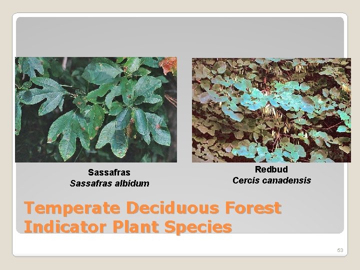 Sassafras albidum Redbud Cercis canadensis Temperate Deciduous Forest Indicator Plant Species 53 