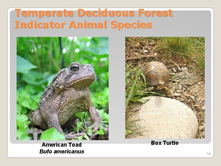Temperate Deciduous Forest Indicator Animal Species American Toad Bufo americanus Box Turtle 55 