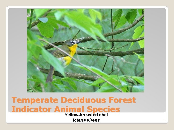 Temperate Deciduous Forest Indicator Animal Species Yellow-breasted chat Icteria virens 57 