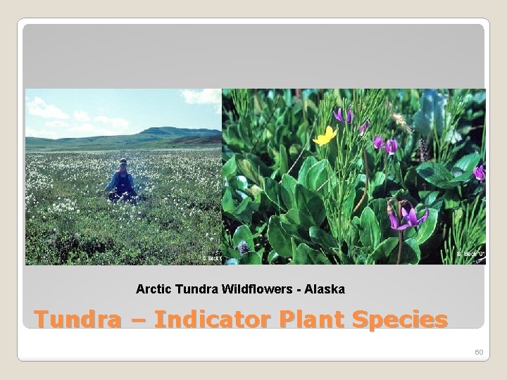 Arctic Tundra Wildflowers - Alaska Tundra – Indicator Plant Species 60 