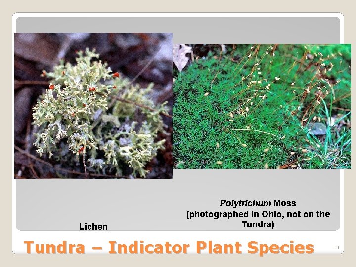 Lichen Polytrichum Moss (photographed in Ohio, not on the Tundra) Tundra – Indicator Plant