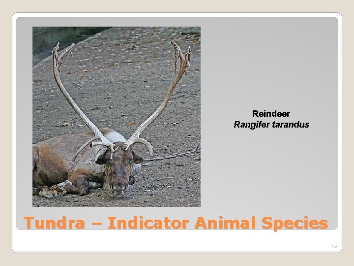 Reindeer Rangifer tarandus Tundra – Indicator Animal Species 62 