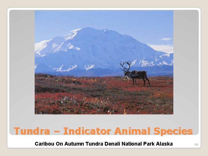 Tundra – Indicator Animal Species Caribou On Autumn Tundra Denali National Park Alaska 63