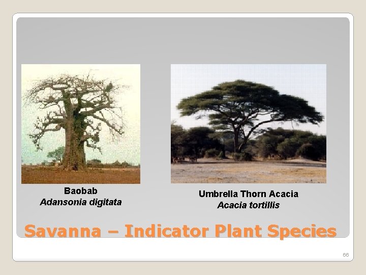 Baobab Adansonia digitata Umbrella Thorn Acacia tortillis Savanna – Indicator Plant Species 66 