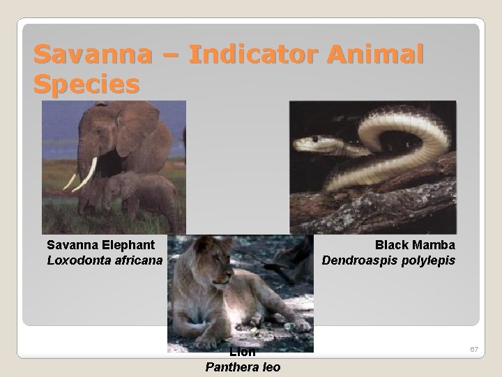 Savanna – Indicator Animal Species Savanna Elephant Loxodonta africana Black Mamba Dendroaspis polylepis Lion
