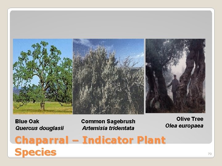 Blue Oak Quercus douglasii Common Sagebrush Artemisia tridentata Olive Tree Olea europaea Chaparral –