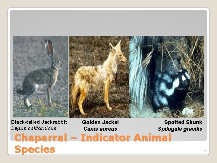 Black-tailed Jackrabbit Lepus californicus Golden Jackal Canis aureus Spotted Skunk Spilogale gracilis Chaparral –