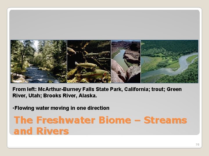 From left: Mc. Arthur-Burney Falls State Park, California; trout; Green River, Utah; Brooks River,