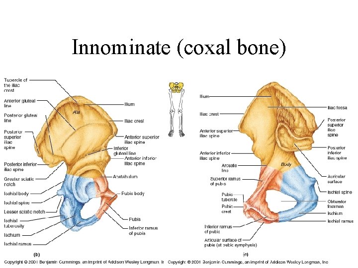 Abdominal Region I PA 544 Clinical Anatomy Physiology