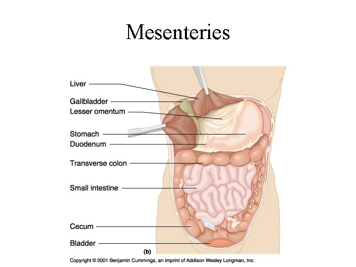 Abdominal Region I PA 544 Clinical Anatomy Physiology