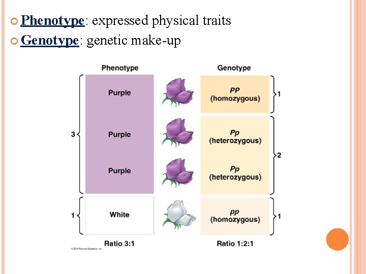  Phenotype: expressed physical traits Genotype: genetic make-up 